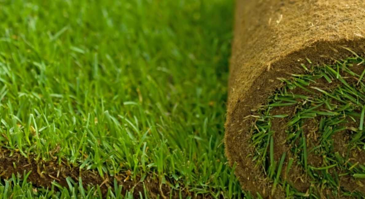 Turf (per square metre)